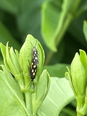 Eretmocera