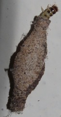 Phereoeca