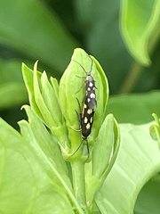 Eretmocera