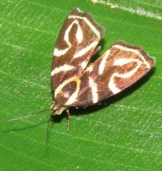 Hemerophila albertiana