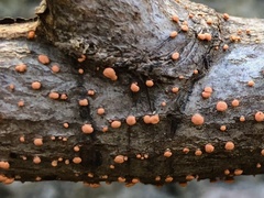 Nectria cinnabarina