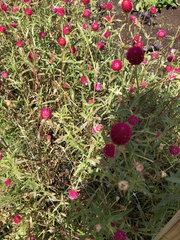 Gomphrena globosa
