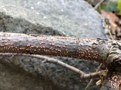Nectria cinnabarina