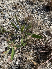 Oenothera macrocarpa