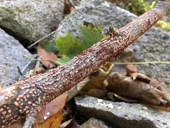 Nectria cinnabarina