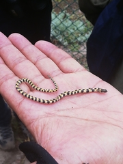 Homoroselaps lacteus