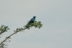 Lamprotornis chalybaeus