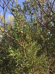 Juniperus phoenicea