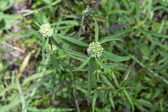 Spermacoce verticillata