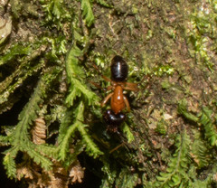 Camponotus atriceps