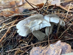Tricholoma virgatum