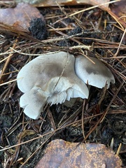 Tricholoma virgatum