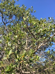 Phillyrea latifolia