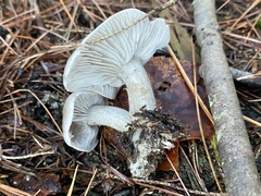 Tricholoma virgatum