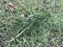 Lathyrus latifolius
