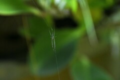 Leucauge