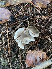 Tricholoma virgatum