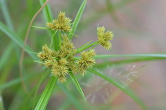 Cyperus odoratus