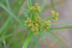 Cyperus odoratus