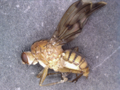 Suillia variegata