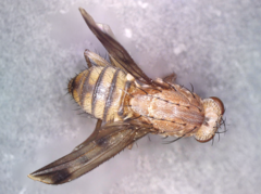 Suillia variegata