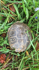 Malaclemys terrapin