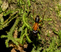 Camponotus atriceps
