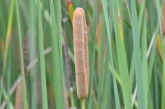 Typha domingensis