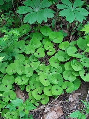 Asarum canadense