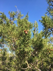 Juniperus phoenicea