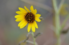 Helianthus annuus