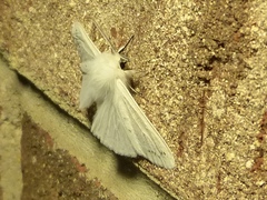Spilosoma congrua