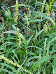 Elymus repens