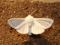 Spilosoma congrua