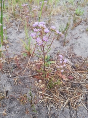 Phyllopodium cephalophorum