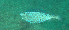 Ostracion rhinorhynchos