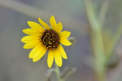 Helianthus annuus