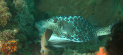 Ostracion rhinorhynchos