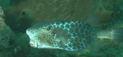 Ostracion rhinorhynchos