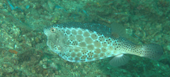 Ostracion rhinorhynchos