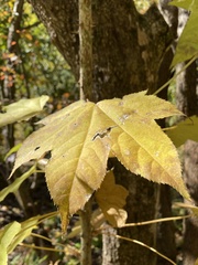 Kalopanax septemlobus