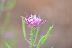 Polanisia dodecandra