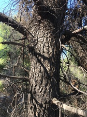 Pinus halepensis