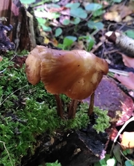 Fungi