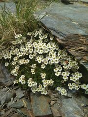 Saxifraga