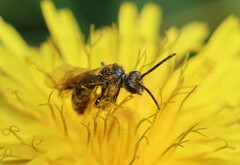 Lasioglossum marginatum