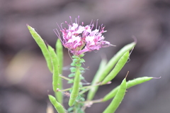 Polanisia dodecandra