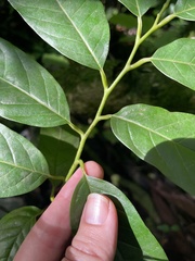 Annonaceae