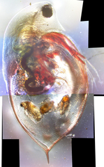 Daphnia