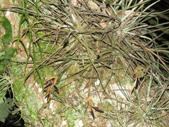 Tillandsia schiedeana